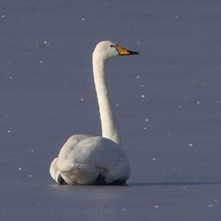 Singschwan Wernau (BW)